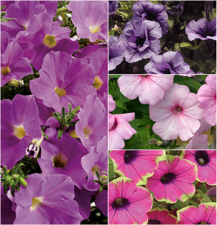 Supertunia® 'Multiple Varieties' - Petunia from Winding Creek Nursery