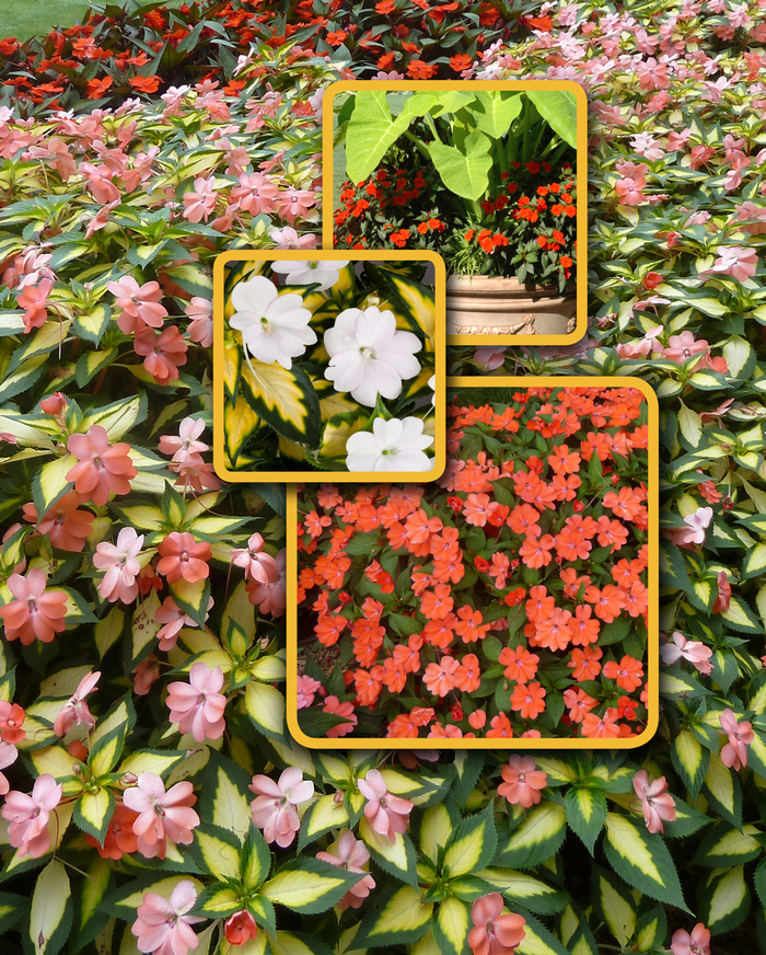 SunPatiens® Mix - Impatiens from Winding Creek Nursery