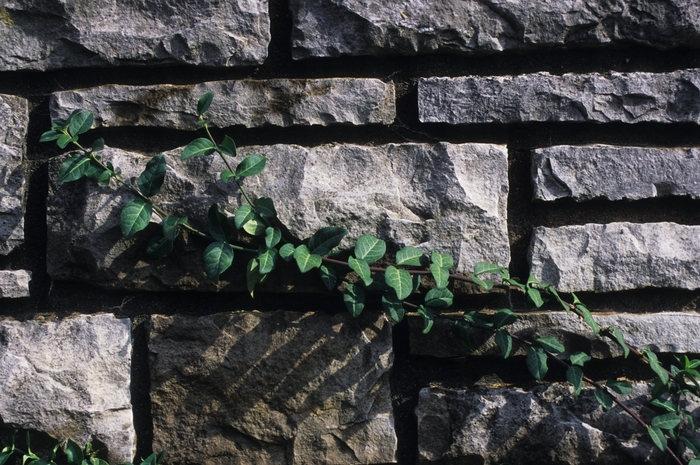 'Coloratus' Wintercreeper - Euonymus fortunei from Winding Creek Nursery