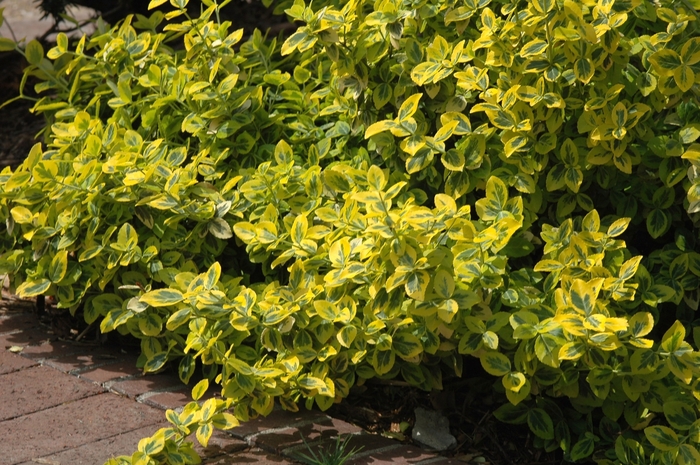 ''Emerald n'' Gold'' Wintercreeper Euonymus - Euonymus fortunei from Winding Creek Nursery