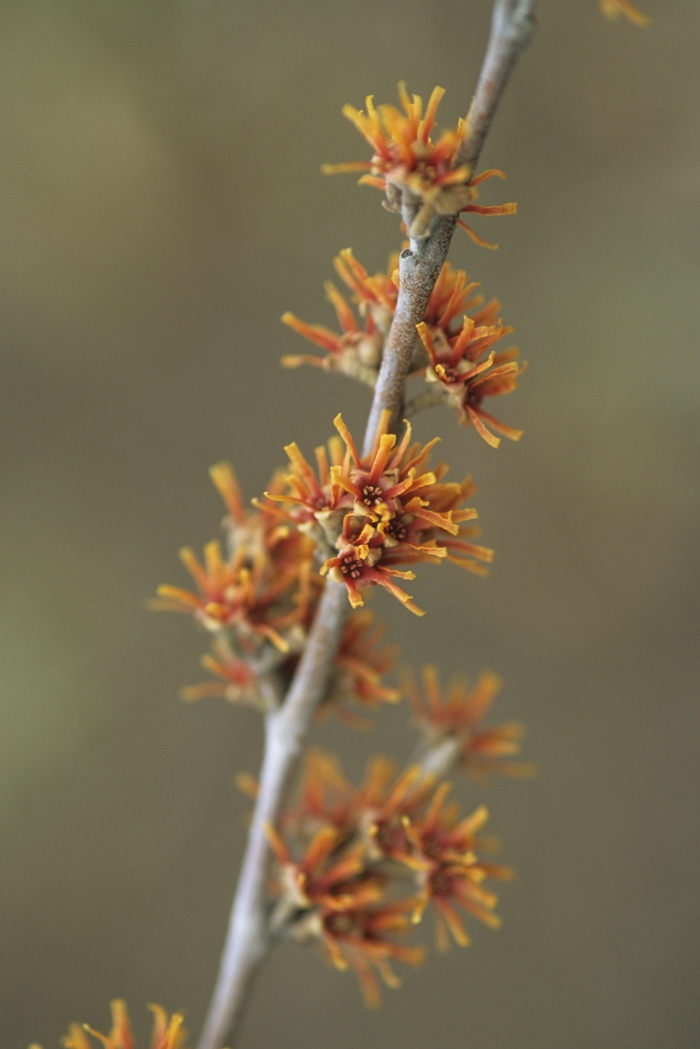 Vernal Witch Hazel - Hamamelis vernalis from Winding Creek Nursery