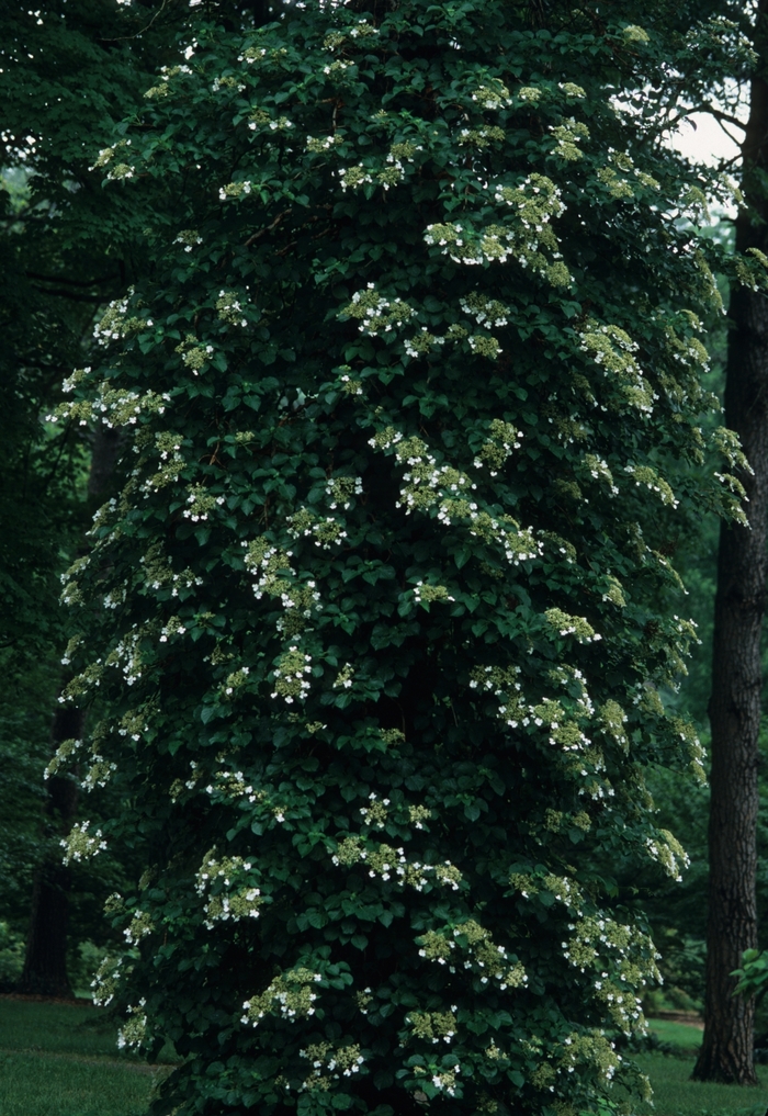 Climbing Hydrangea - Hydrangea anomala petiolaris from Winding Creek Nursery