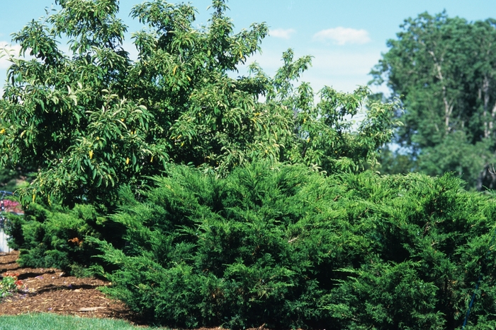 'Sea Green' Juniper - Juniperus chinensis from Winding Creek Nursery