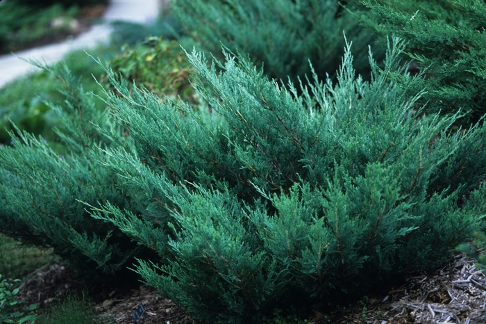 'Hughes' Juniper - Juniperus horizontalis from Winding Creek Nursery