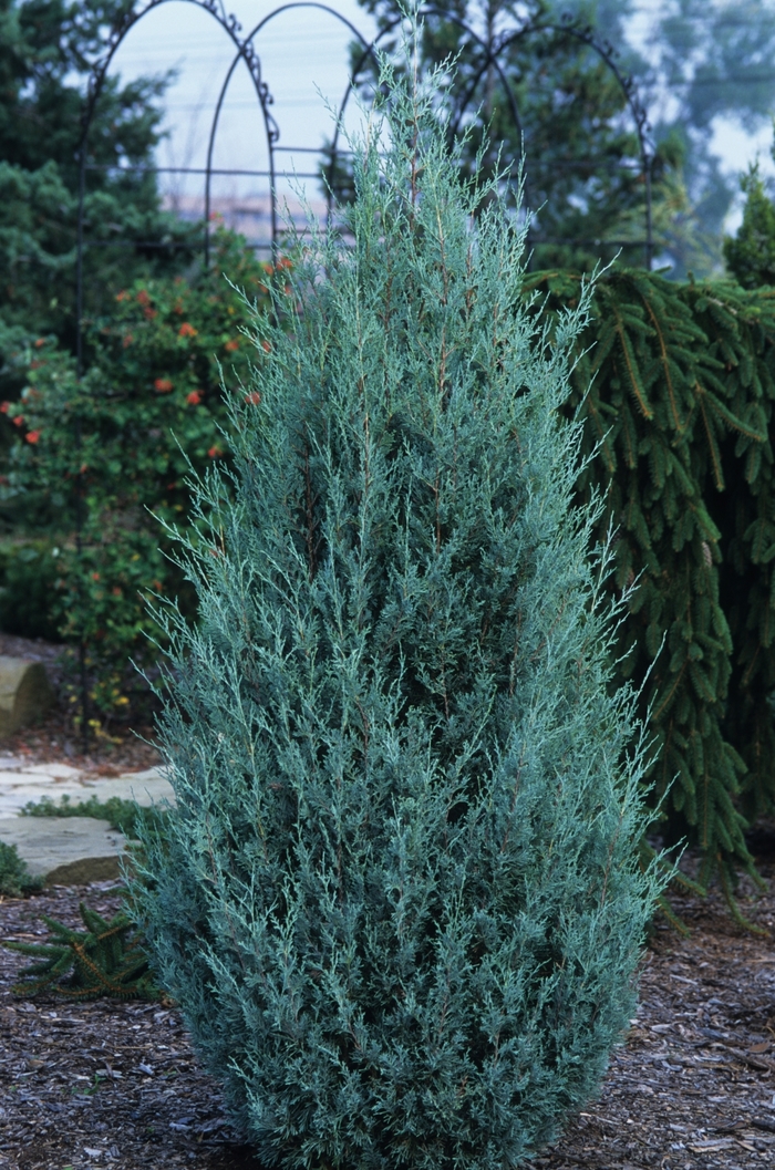 'Wichita Blue' Juniper - Juniperus scopulorum from Winding Creek Nursery