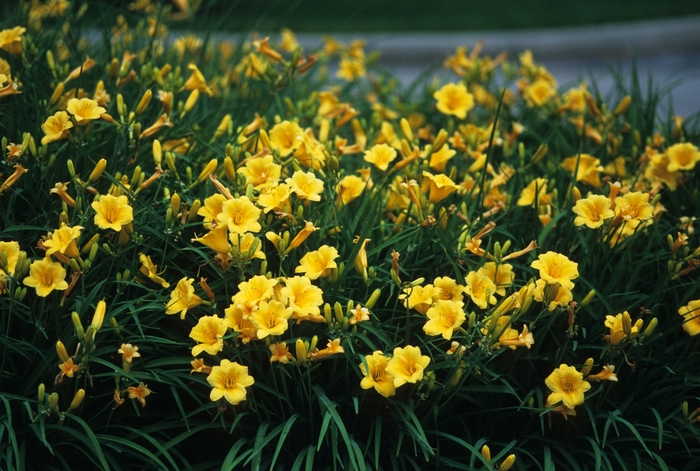 'Stella d' Oro' - Hemerocallis (Daylily) from Winding Creek Nursery