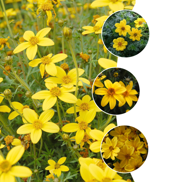 'Multiple Varieties' Aster - Bidens from Winding Creek Nursery