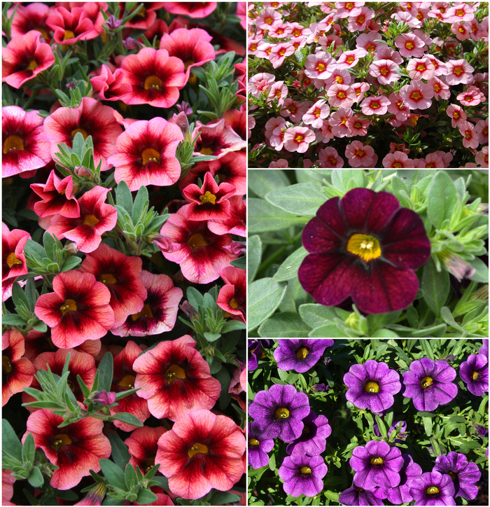 'Multiple Varieties' Assorted, Million Bells - Calibrachoa from Winding Creek Nursery