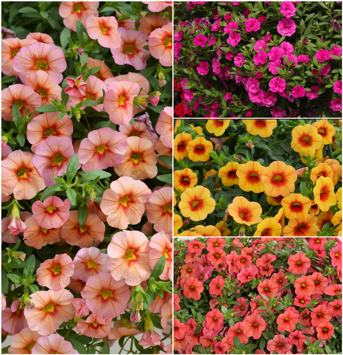 MiniFamous® 'Series' - Calibrachoa (Trailing Petunia) from Winding Creek Nursery