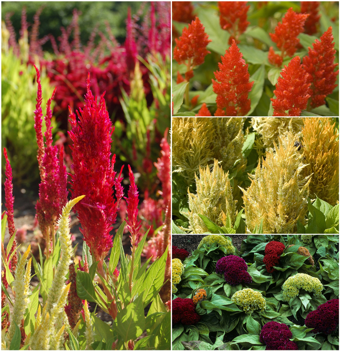 Cockscomb - Celosia from Winding Creek Nursery