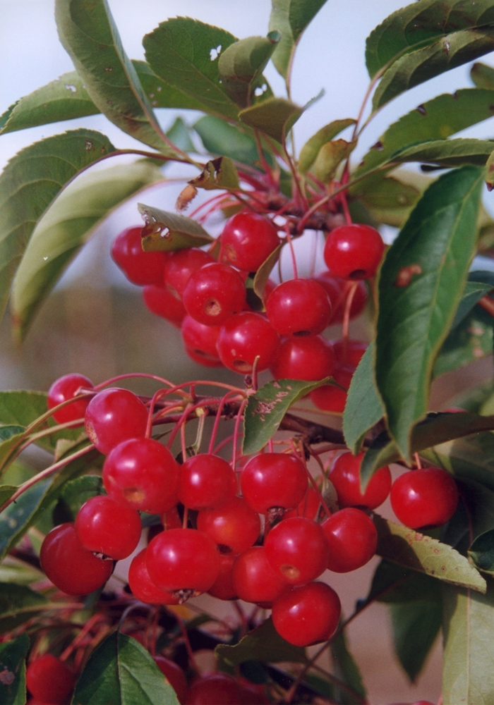 'Snowdrift' Flowering Crabapple - Malus from Winding Creek Nursery