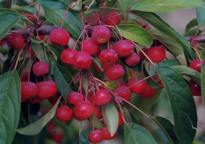 'Sugar Tyme™' Crabapple - Malus from Winding Creek Nursery