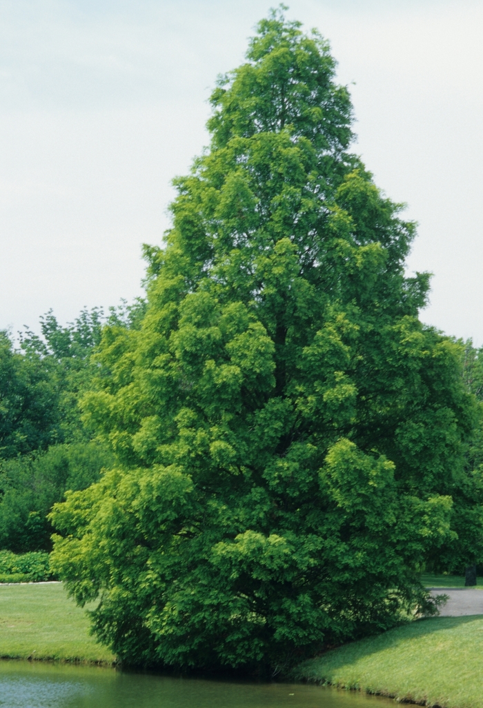 Dawn Redwood - Metasequoia glyptostroboides from Winding Creek Nursery