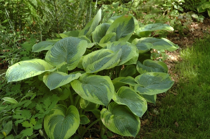 'Frances Williams' Hosta, Plantain Lily - Hosta from Winding Creek Nursery