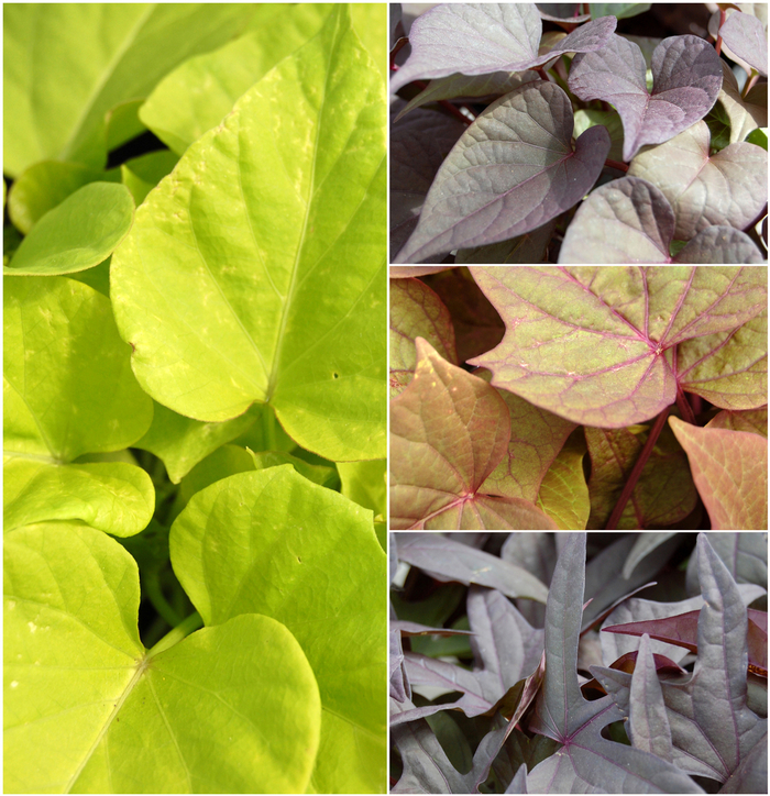 'Multiple Varieties' Assorted, Ornamental Sweet Potato - Ipomoea batatas from Winding Creek Nursery