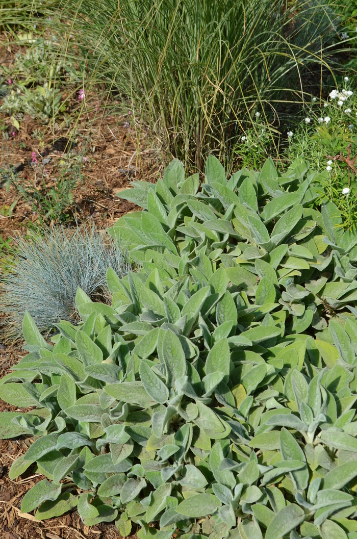 Lamb's Ears - Stachys byzantina from Winding Creek Nursery