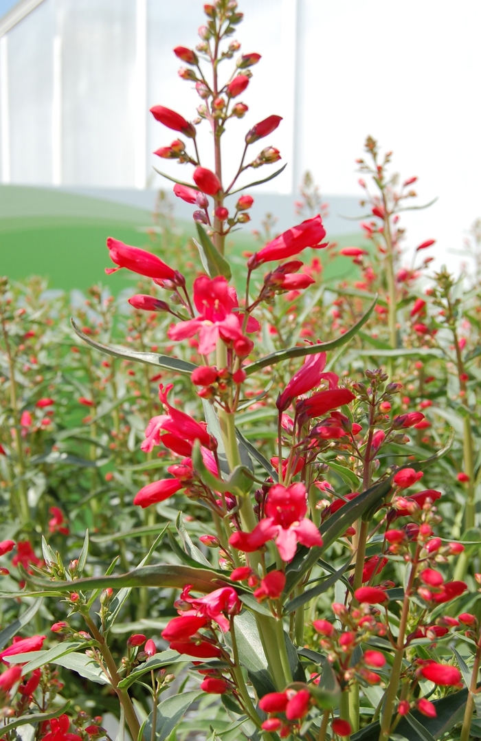 'Red Riding Hood' Beardtongue - Penstemon schmidel from Winding Creek Nursery