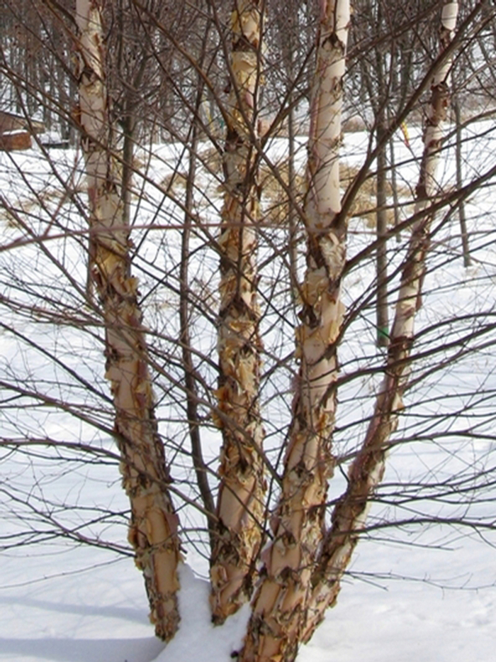 'Heritage®' River Birch - Betula nigra from Winding Creek Nursery