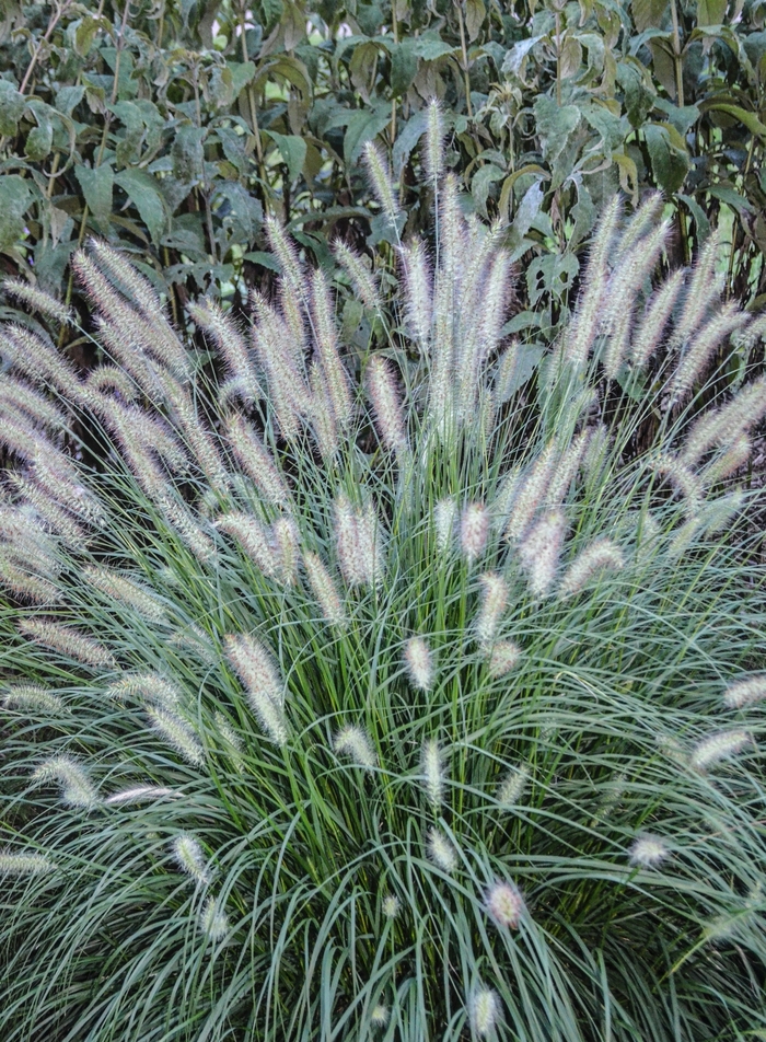 'Hameln' Dwarf Fountain Grass - Pennisetum alopecuroides from Winding Creek Nursery