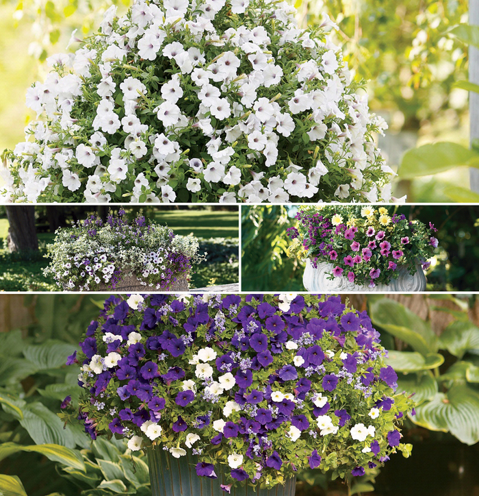 Supertunia® 'Mini Series' - Petunia from Winding Creek Nursery