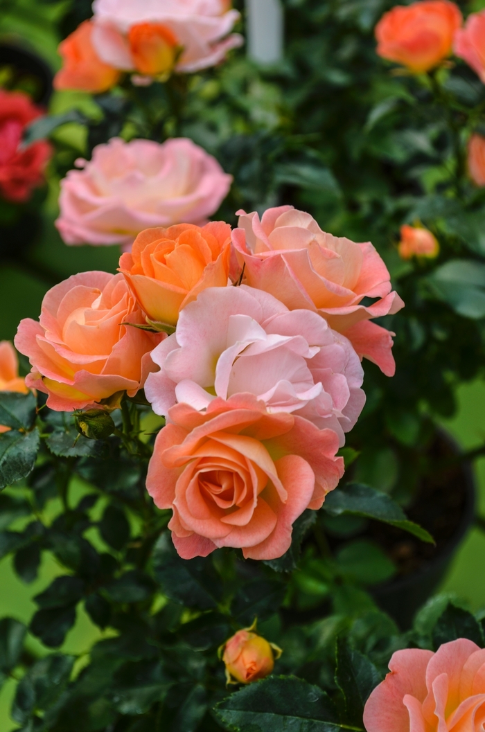 'Peach Drift®' Rose - Rosa from Winding Creek Nursery