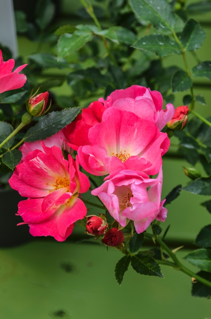 'Pink Drift®' Rose - Rosa from Winding Creek Nursery