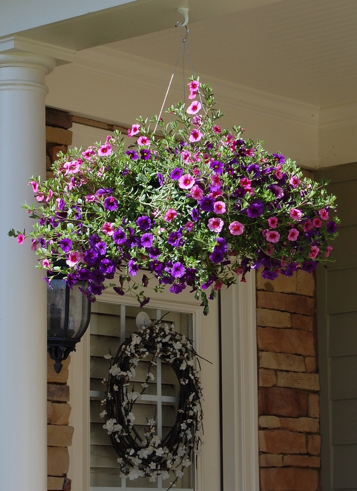 'Multiple Varieties' Hanging Baskets - Hanging Basket from Winding Creek Nursery