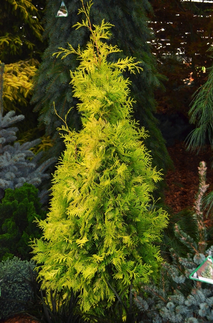 'Yellow Ribbon' Arborvitae - Thuja occidentalis from Winding Creek Nursery