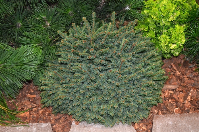 'Elegans' Dwarf Norway Spruce - Picea abies from Winding Creek Nursery