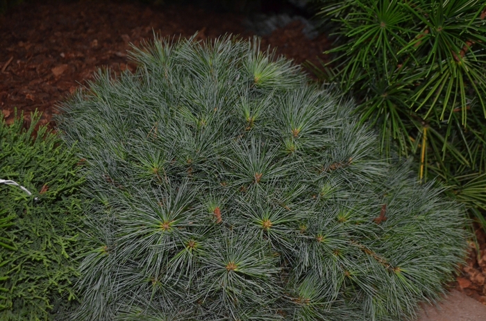 'Blue Shag' Dwarf Eastern White Pine - Pinus strobus from Winding Creek Nursery