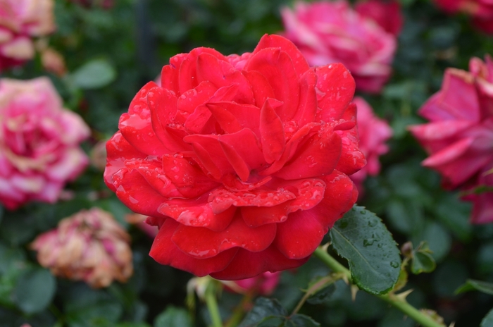 Easy Elegance® Super Hero - Rosa (Rose) from Winding Creek Nursery