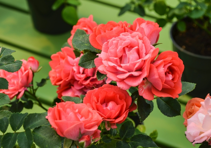 'Coral Drift®' Rose - Rosa from Winding Creek Nursery