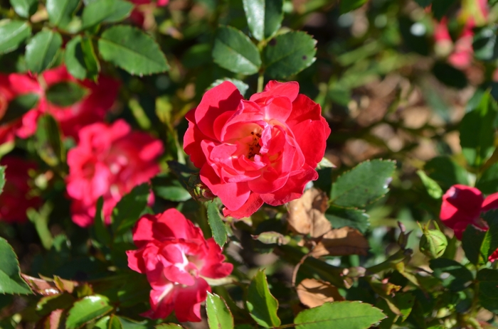 'Red Drift®' Rose - Rosa from Winding Creek Nursery