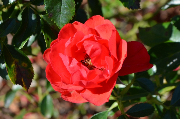 Flower Carpet® 'Scarlet' - Rosa (Groundcover Rose) from Winding Creek Nursery