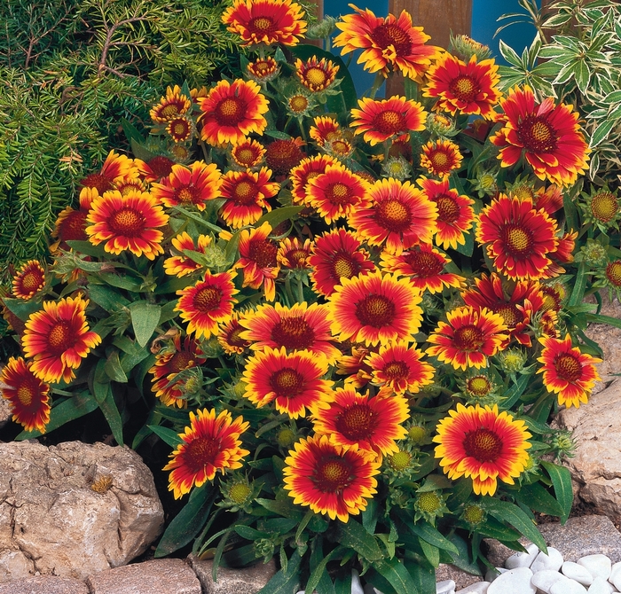 'Arizona Sun' Blanket Flower - Gaillardia from Winding Creek Nursery