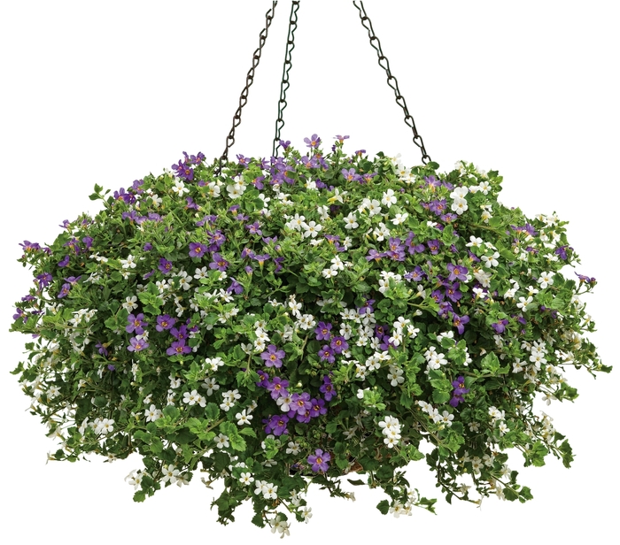 Hanging Basket - Hanging Basket from Winding Creek Nursery