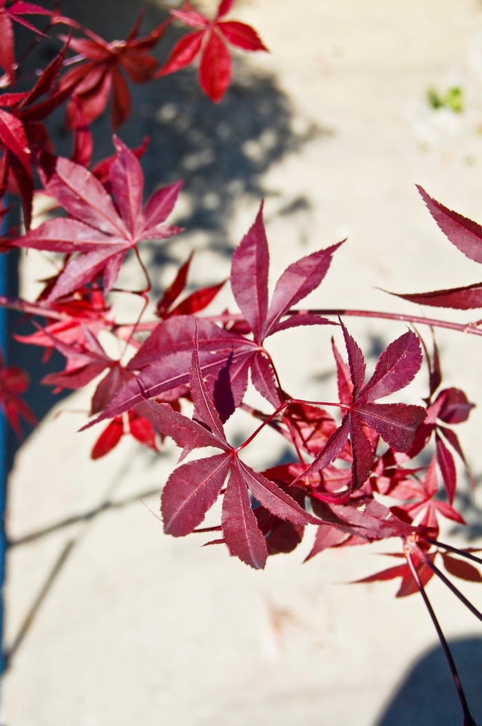 'Emperor 1®' Japanese Maple - Acer palmatum from Winding Creek Nursery