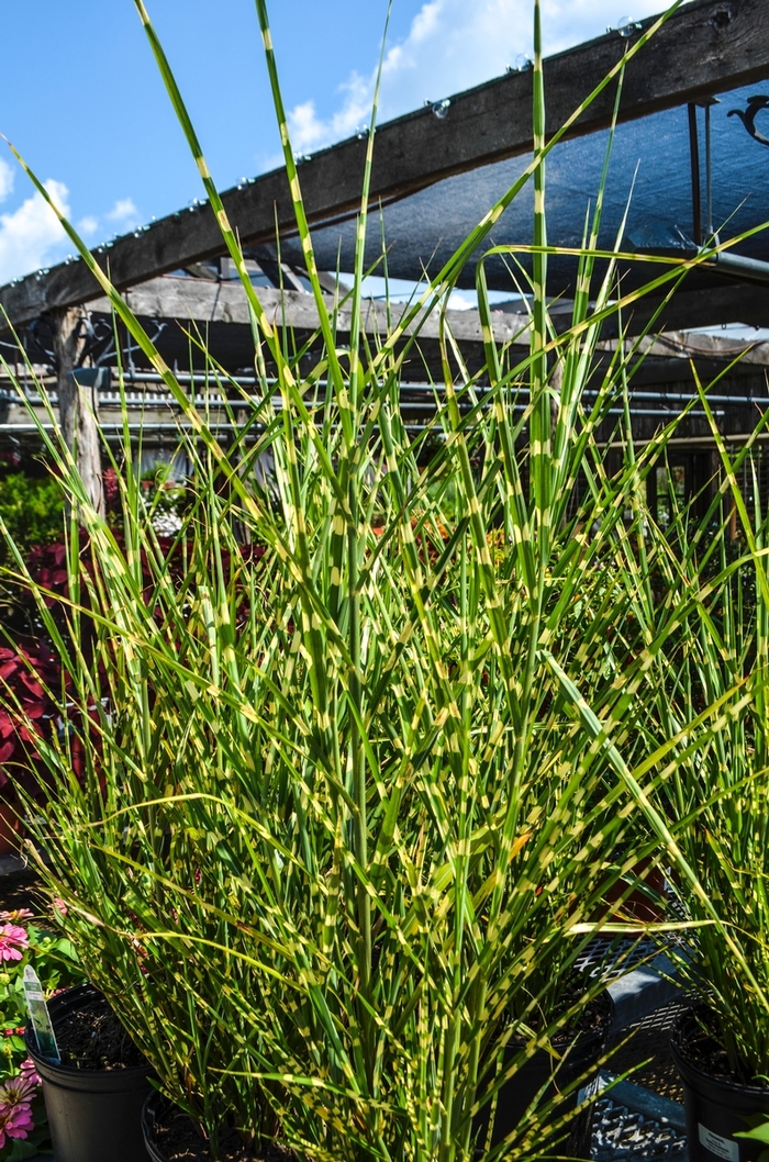 'Strictus' Porcupine Grass - Miscanthus sinensis from Winding Creek Nursery