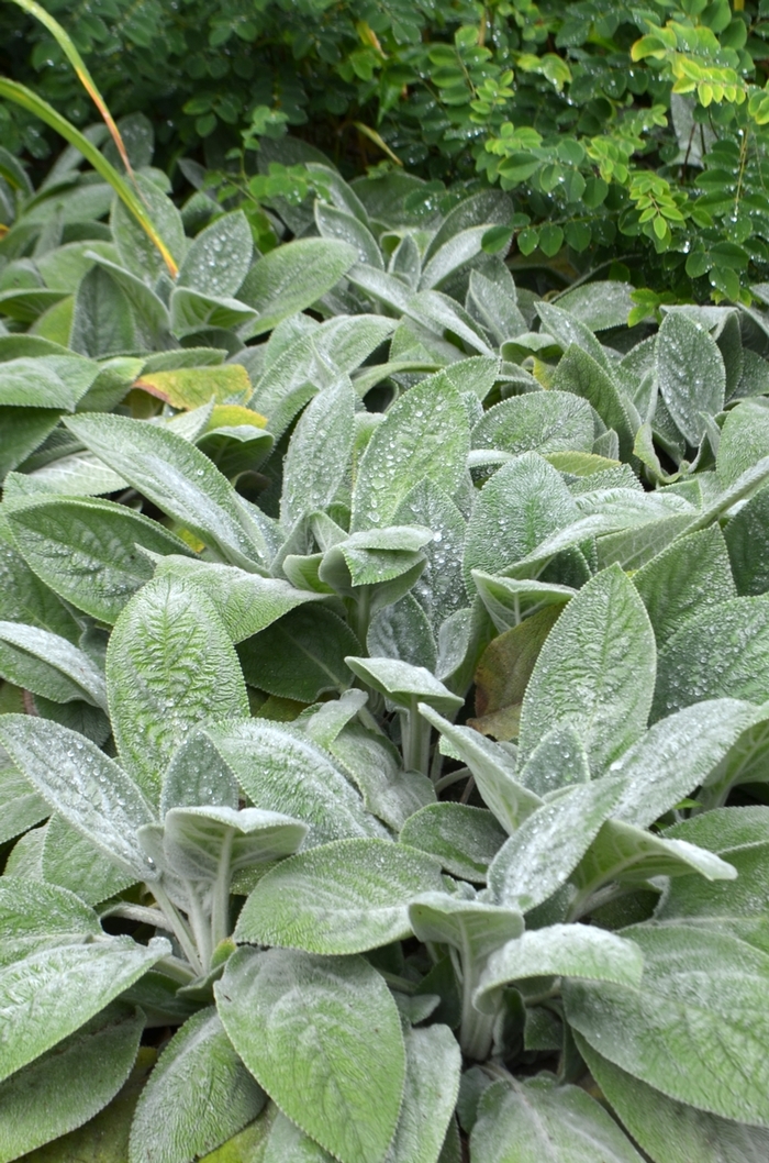 'Helene von Stein' Lamb's Ears - Stachys byzantina from Winding Creek Nursery