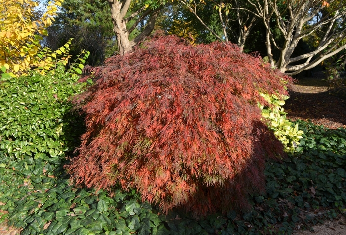 'Crimson Queen' Japanese Maple - Acer palmatum var. dissectum from Winding Creek Nursery