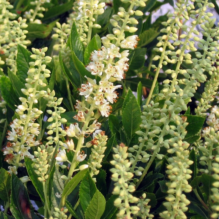 'Sixteen Candles' Summer Sweet - Clethra alnifolia from Winding Creek Nursery