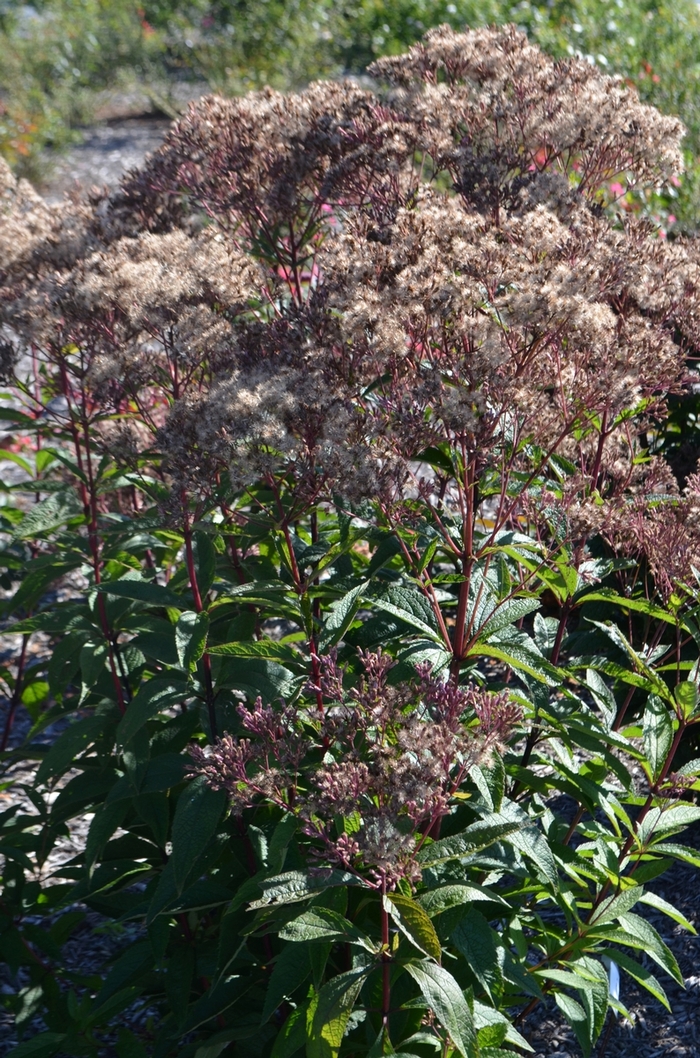 'Baby Joe' Joe Pye Weed - Eupatorium dubium from Winding Creek Nursery