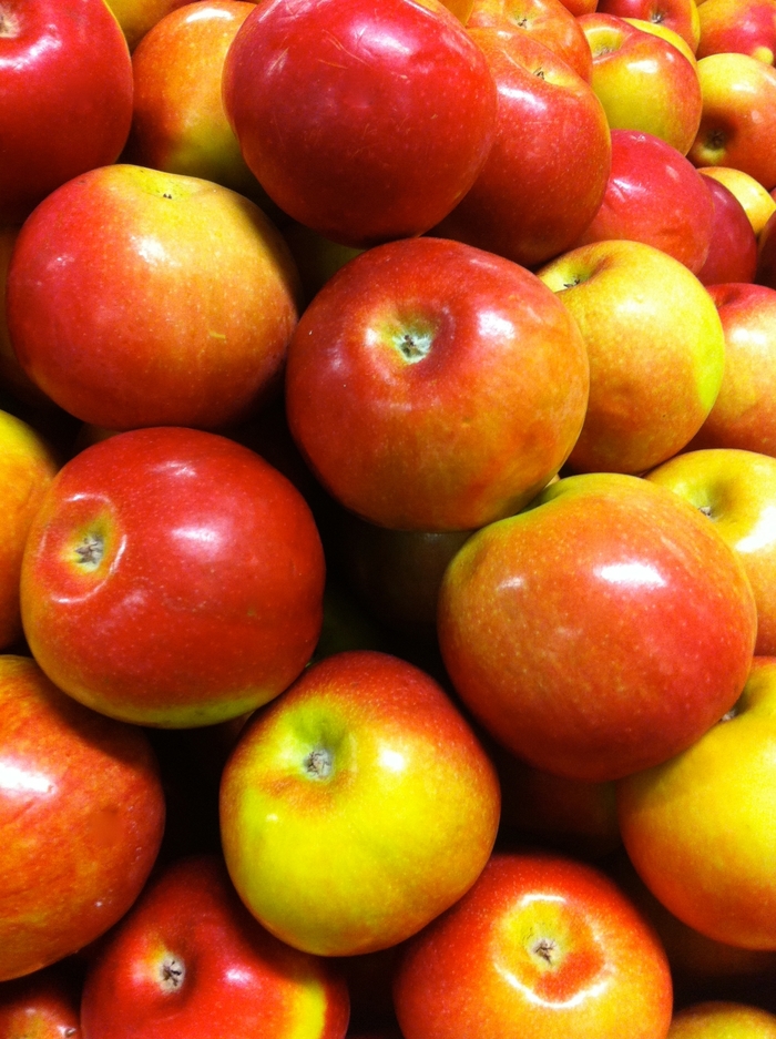 'McIntosh' Apple - Malus domestica from Winding Creek Nursery