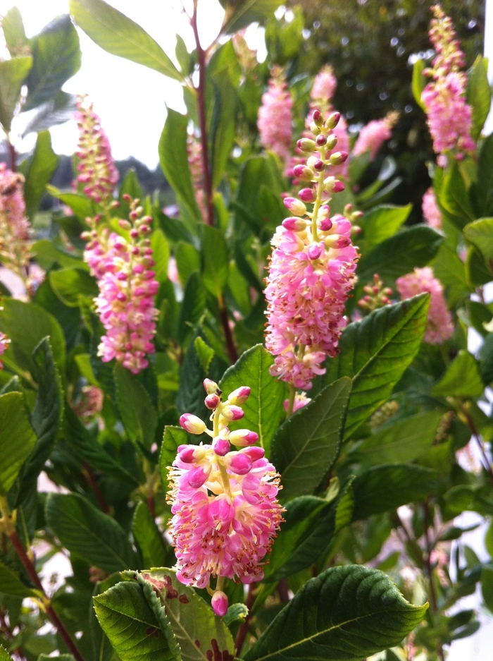 'Ruby Spice' Summersweet - Clethra alnifolia from Winding Creek Nursery