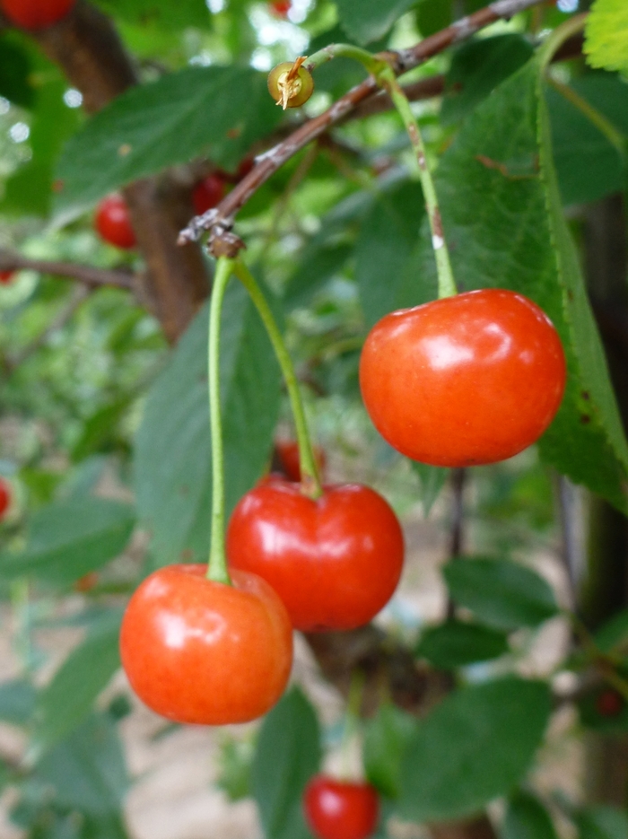 'Montmorency' Montmorency Cherry - Prunus from Winding Creek Nursery