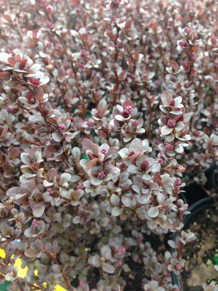 'Concorde' Barberry - Berberis thunbergii from Winding Creek Nursery