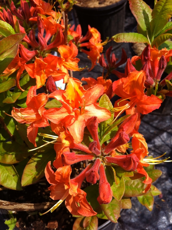 'Mandarin Lights' Azalea - Rhododendron Northern Lights hybrid from Winding Creek Nursery