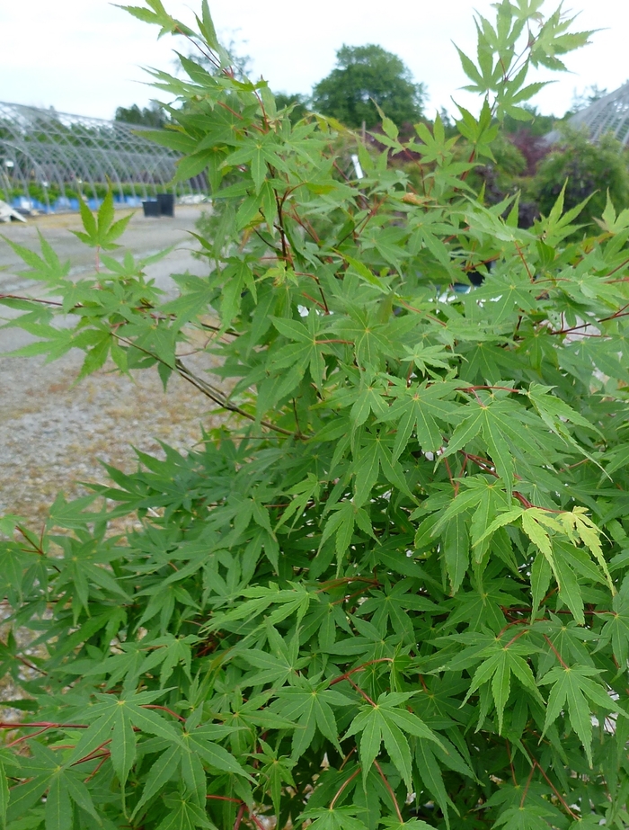 Japanese Maple - Acer palmatum from Winding Creek Nursery