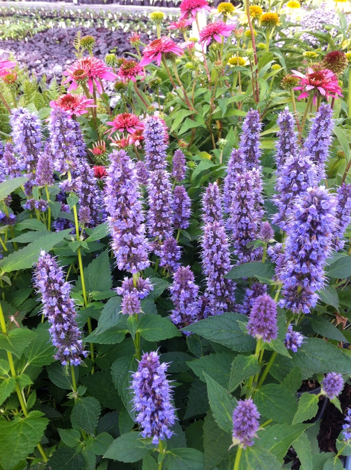 'Blue Fortune' Hummingbird Mint - Agastache from Winding Creek Nursery