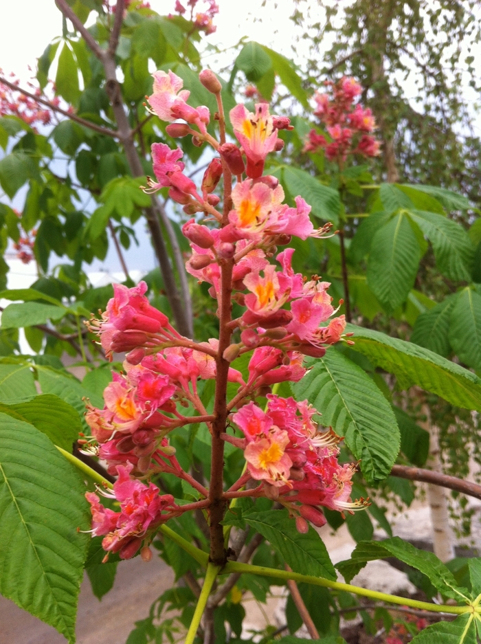 'Ft. McNair' Red Horsechestnut - Aesculus x carnea from Winding Creek Nursery